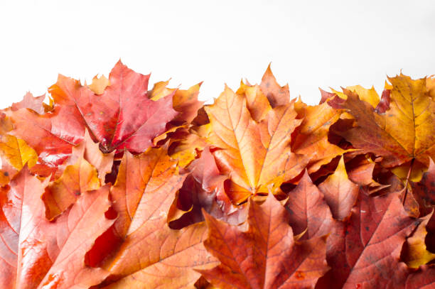 もみじの秋の静物を残します。秋の暖かい色。緑と黄色の秋のカエデの葉 - 24120 ストックフォトと画像