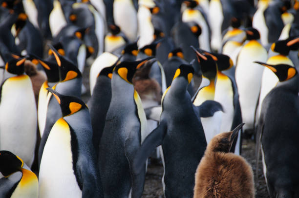 istock King Penguins on Gold Harbour 1074785378