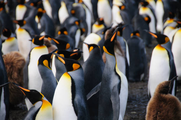 istock King Penguins on Gold Harbour 1074785390