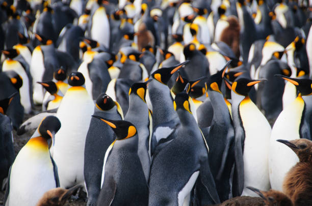 istock King Penguins on Gold Harbour 1074785414