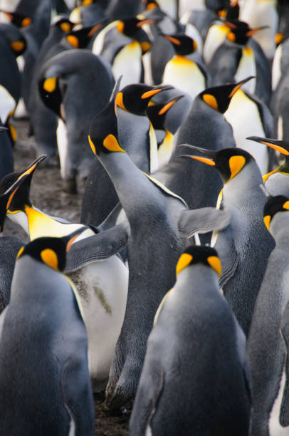 istock King Penguins on Gold Harbour 1074785418