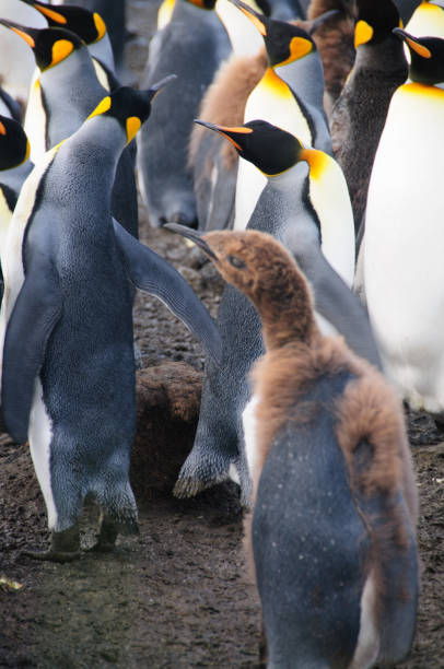 istock King Penguins on Gold Harbour 1074785422