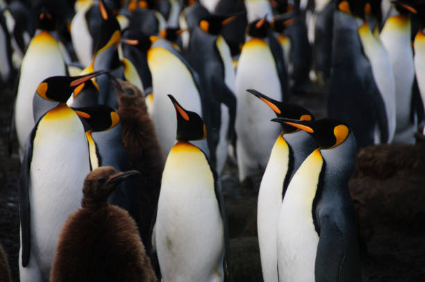 istock King Penguins on Gold Harbour 1074785426