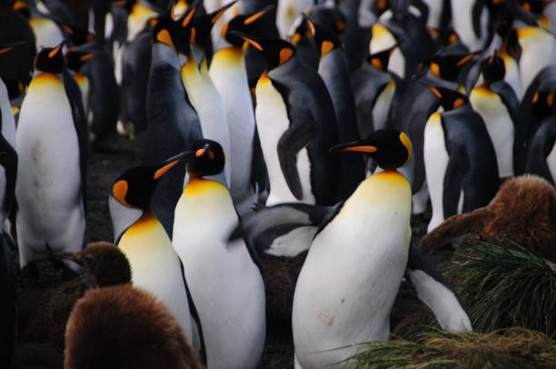 istock King Penguins on Gold Harbour 1074785428