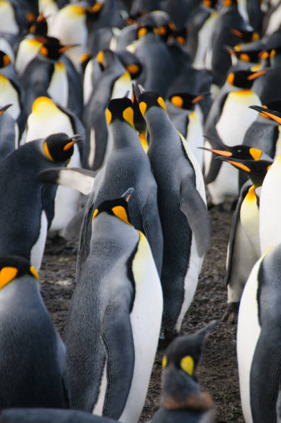 istock King Penguins on Gold Harbour 1074785430