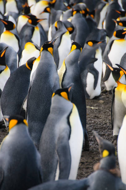istock King Penguins on Gold Harbour 1074785436