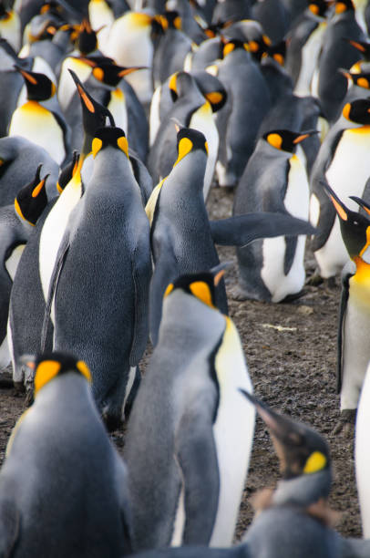 istock King Penguins on Gold Harbour 1074785450