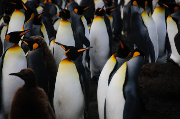 istock King Penguins on Gold Harbour 1074785454