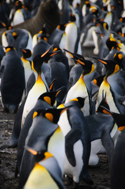 istock King Penguins on Gold Harbour 1074785458