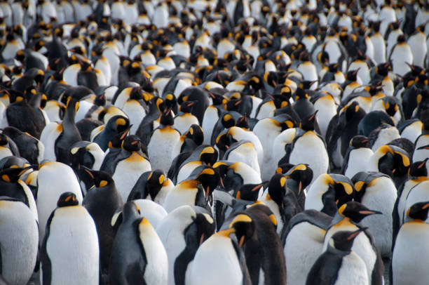 istock King Penguins on Gold Harbour 1074785546