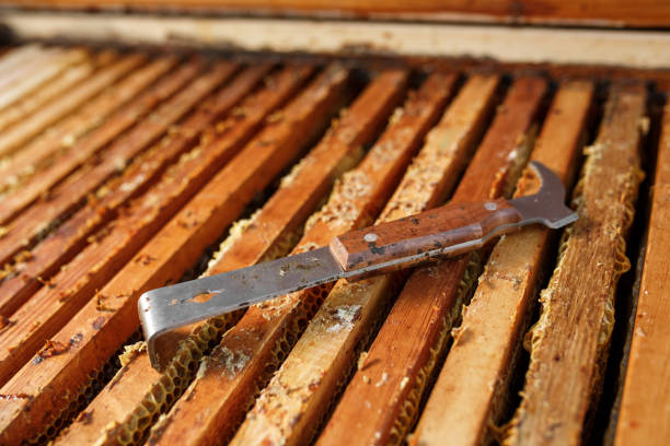 istock Beekeeper tool lays on opened wooden beehive. Collect honey. Beekeeping concept 1074788664