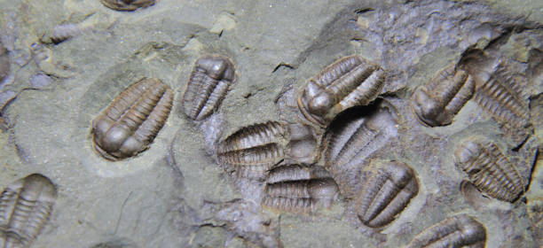 istock trilobite fossil as very nice background 1074789416