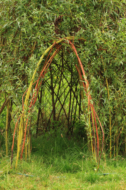 willow door to small children house as natural background