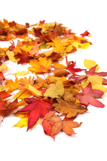 istock autumn leaves background 1074789898