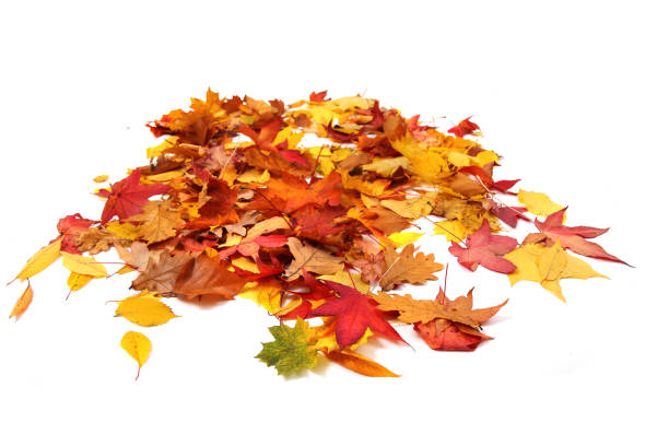 istock autumn leaves background 1074789958