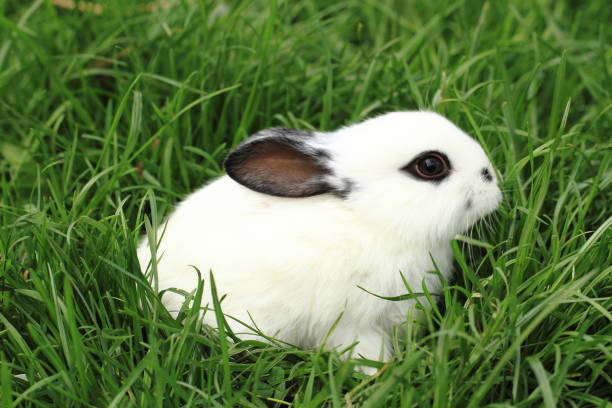 istock black and white rabbit in the grass 1074790098