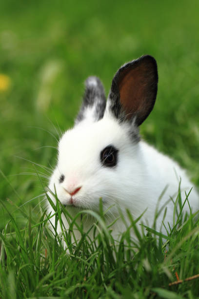 istock black and white rabbit in the grass 1074790146