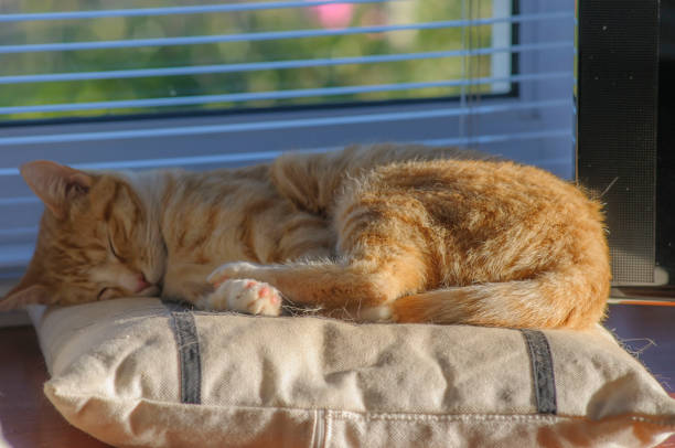 istock Ginger and White kitten relaxed and sleeping on white cushion with paws in front 1074790660