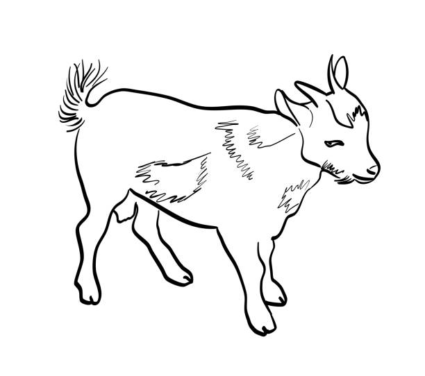 Goat Stock Illustration - Download Image Now - Black And White, Goat,  Animal - iStock