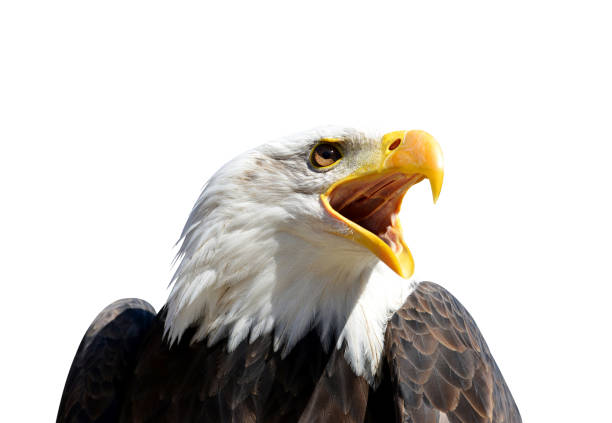 istock Portrait of a Bald Eagle (Haliaeetus Leucocephalus) 1074796716