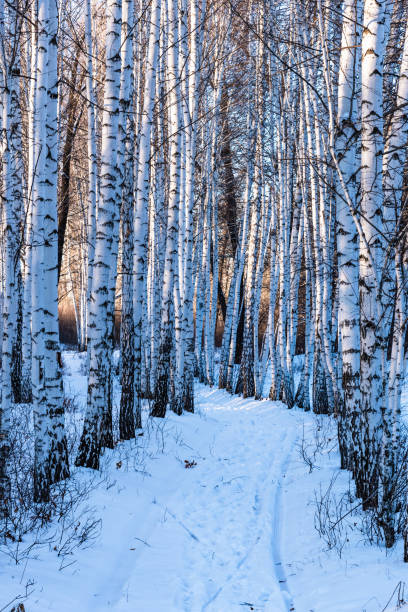 istock Beautiful winter forest landscape - path in a birch grove 1074796978