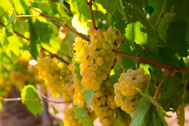 Close up view of ripe grapes