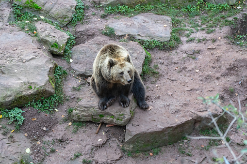 Bear in the zoo