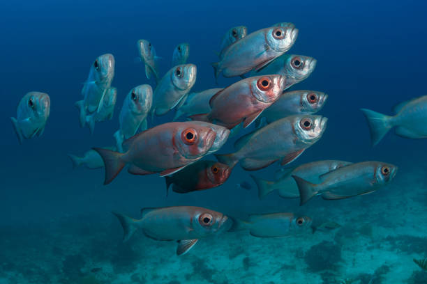 istock Lunartail Bigeye, Raja Ampat, Indonesia 1074797606