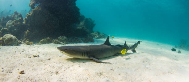 whaite tip reef shark relaxen am weißen sandboden - whitetip reef shark stock-fotos und bilder
