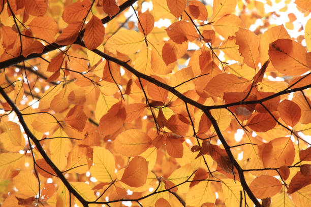 istock autumn leaves background 1074799294