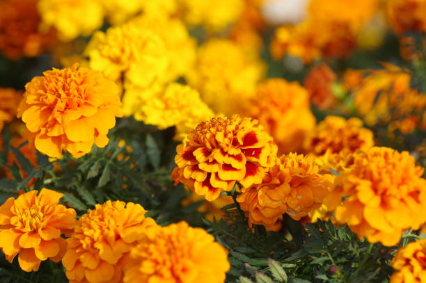 istock marigold flowers in the garden 1074799346