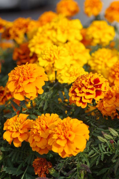 istock marigold flowers in the garden 1074799348