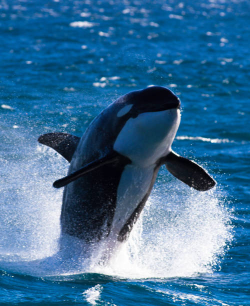 Killer Whale (Orca) Leaping Out Of The Water A male orca known as "Augie" puts on a show ningaloo reef photos stock pictures, royalty-free photos & images
