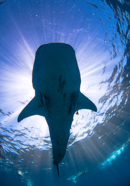 istock Whale Shark in silhouette from below in crystal clear water 1074800112