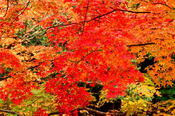 istock Japanese Autumn Foliage: Kyoto 1074800468