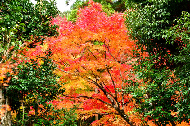 istock Japanese Autumn Foliage: Kyoto 1074800476