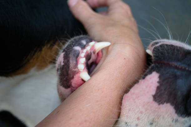 pies gryzie rękę osoby - dog biting aggression animal teeth zdjęcia i obrazy z banku zdjęć