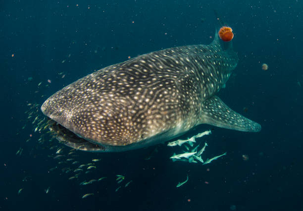 istock Whale Shark with Remoras and Red Be;; Jellyfish 1074806006