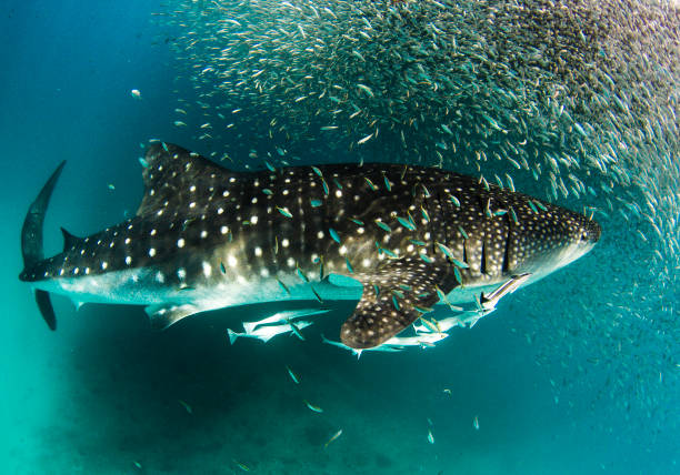 Whale Shark with huge school of bait fish Showing off the whale sharks amazing spot patterns this is a truly beautiful photo taken in crystal blue water with thousands of tiny bait fish adding depth and variety to the photo ningaloo reef stock pictures, royalty-free photos & images