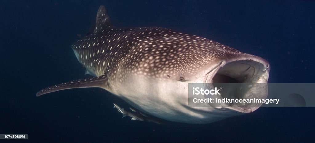 Whale Shark Big Mouth Wide Open Feeding Stock Photo - Download Image Now -  Whale Shark, Feeding, Adventure - iStock