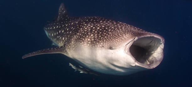 китовая акула большой рот широко открытое кормление - filter feeder стоковые фото и изображения
