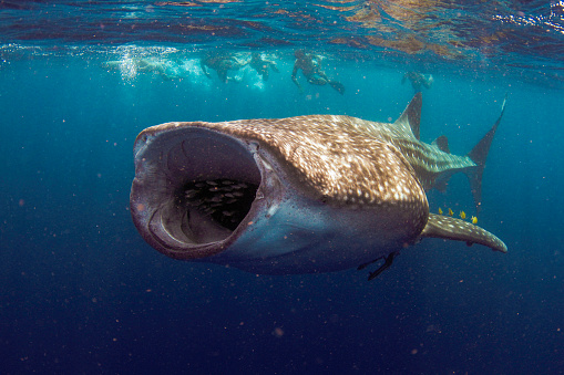 A whale shark with its mouth fully opened to allow maximum feeding with people in the background