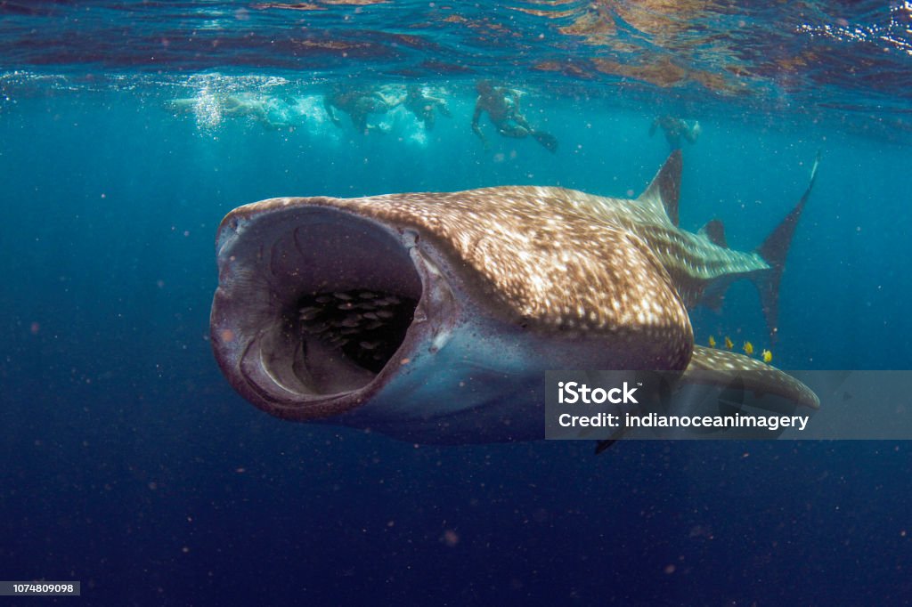 Whale Shark with mouth wide open feeding A whale shark with its mouth fully opened to allow maximum feeding with people in the background Whale Shark Stock Photo