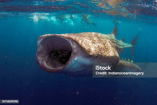 Whale Shark With Mouth Wide Open Feeding Stock Photo - Download Image Now - Whale Shark, Ningaloo Reef, Shark
