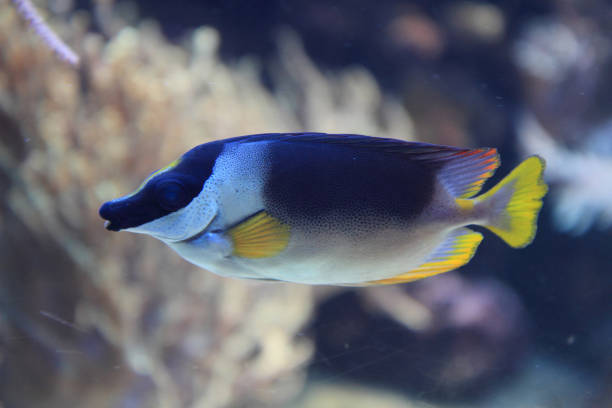 istock exotic fish in the sea 1074809312