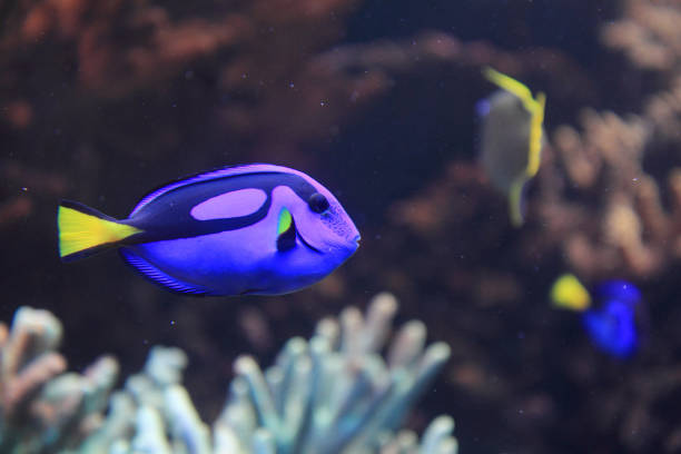istock exotic fish in the sea 1074809324