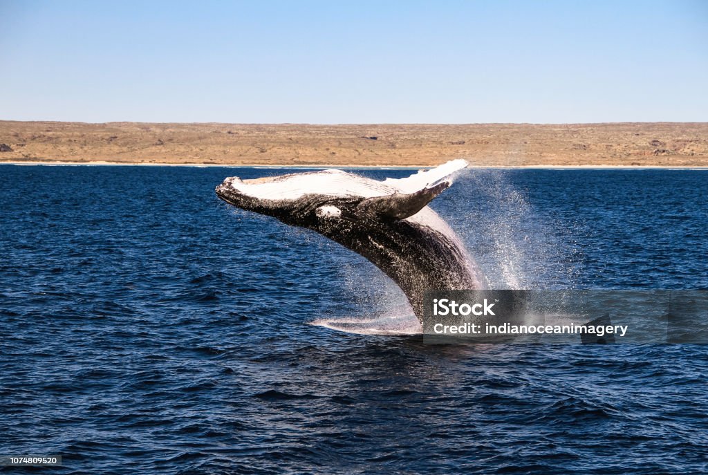 Humpback Whale jumping out of the water on a beautiful blue ocean with the Ningaloo Marine Park in the Background Humpback Whale nearly all the way out of the water with the Cape Range national Park behind it on a blue sky day Ningaloo Reef Stock Photo