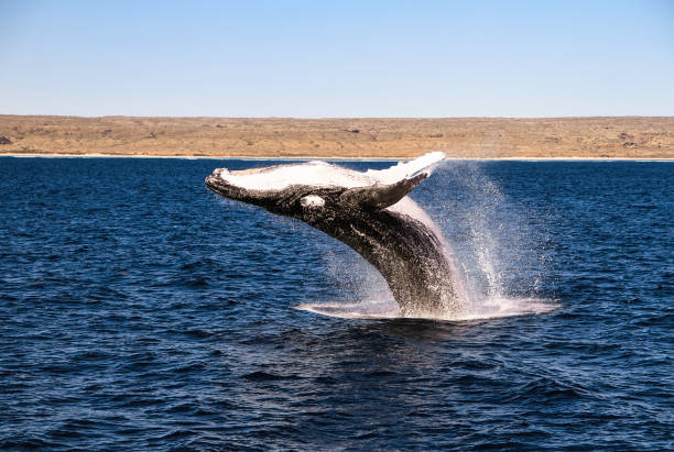 Humpback Whale jumping out of the water on a beautiful blue ocean with the Ningaloo Marine Park in the Background Humpback Whale nearly all the way out of the water with the Cape Range national Park behind it on a blue sky day cape range national park photos stock pictures, royalty-free photos & images