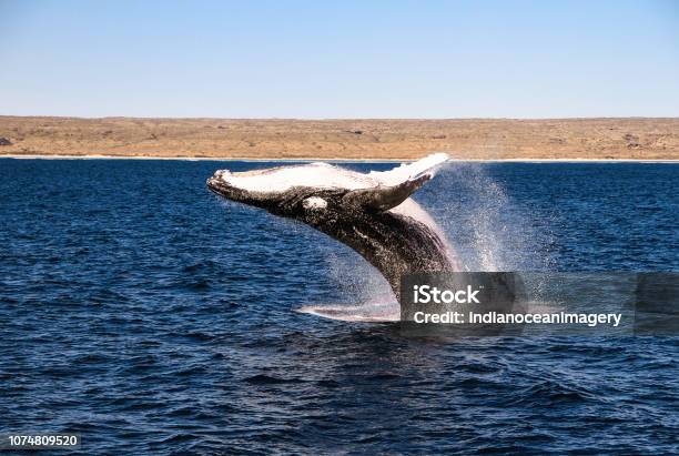 Humpback Whale Jumping Out Of The Water On A Beautiful Blue Ocean With The Ningaloo Marine Park In The Background Stock Photo - Download Image Now