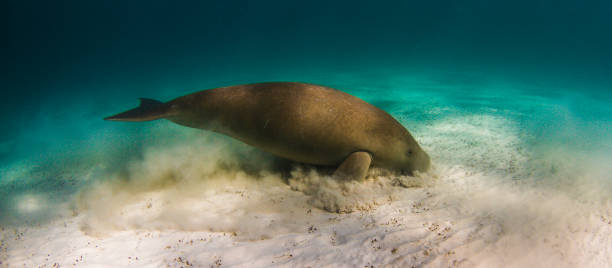 dugong кормления в песке - filter feeder стоковые фото и изображения